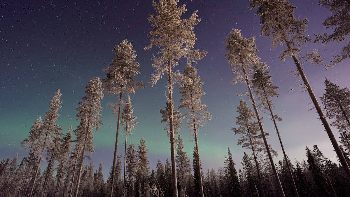 Pines against northern lights